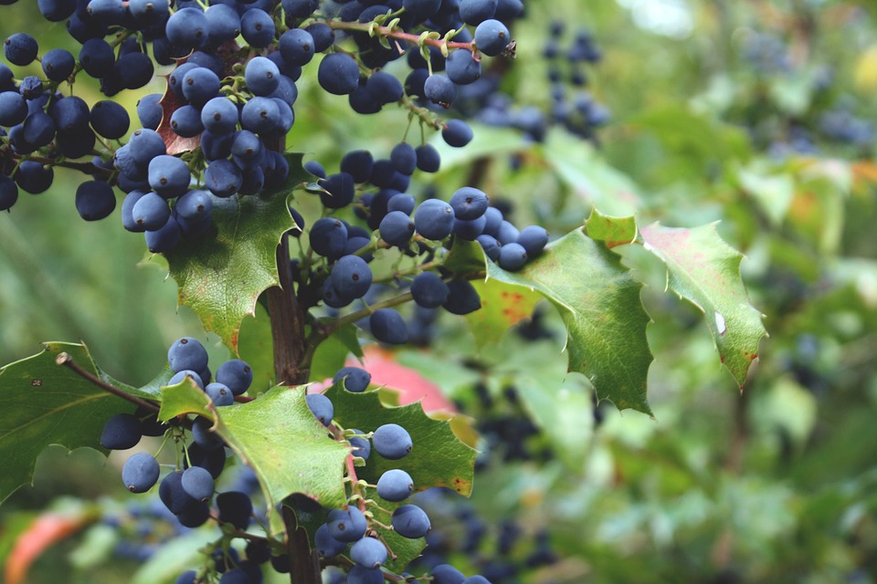 Blueberries -Brain Food